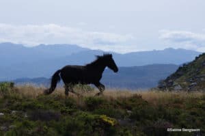 perlenfaenger.com sabine bengtsson Wildpferde woelfe portugal 11