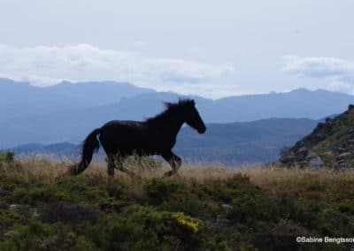 perlenfaenger.com sabine bengtsson Wildpferde woelfe portugal 11