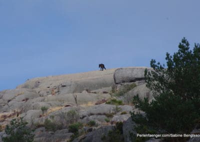 perlenfaenger.com sabine bengtsson Wildpferde woelfe tour nordportugal 5