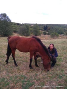 perlenfaenger.com sabine bengtsson lobito garrano portugal wildpferde