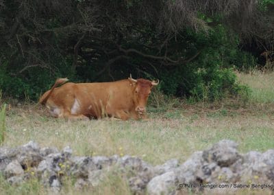 perlenfaenger.com sabine bengtsson menorca balearen 63