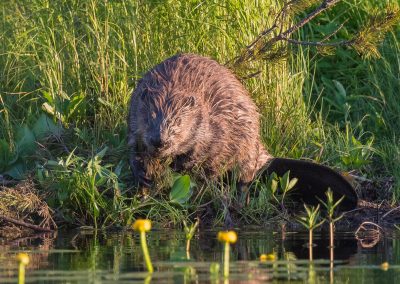 perlenfaenger.com schweden biber naturreisen 7
