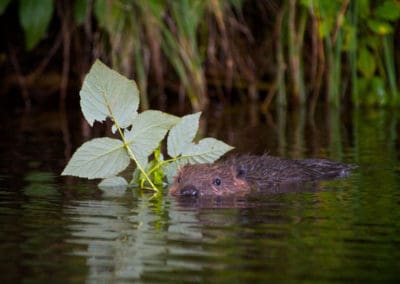 perlenfaenger.com schweden biber naturreisen Ed Brazier