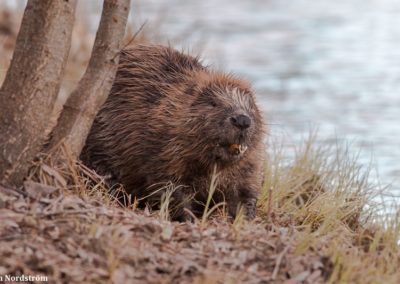 perlenfaenger.com schweden biber naturreisen Jan Nordstrom