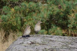 perlenfaenger.com schweden naturreise 106