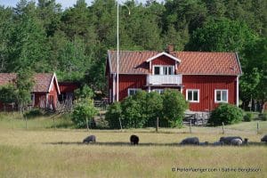 perlenfaenger.com schweden naturreise 11