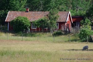 perlenfaenger.com schweden naturreise 12