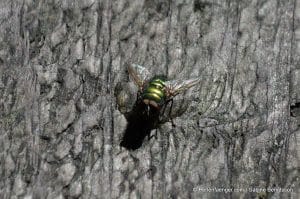perlenfaenger.com schweden naturreise 123