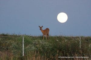 perlenfaenger.com schweden naturreise 125