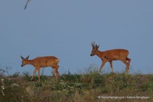 perlenfaenger.com schweden naturreise 126
