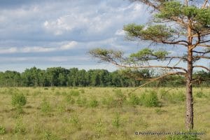 perlenfaenger.com schweden naturreise 19