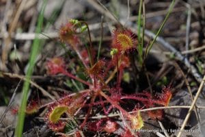 perlenfaenger.com schweden naturreise 66