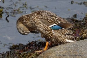 perlenfaenger.com schweden naturreise 69