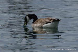 perlenfaenger.com schweden naturreise 73