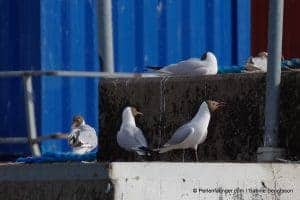 perlenfaenger.com schweden naturreise 75