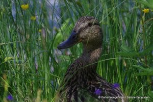 perlenfaenger.com schweden naturreise 82
