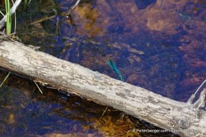 perlenfaenger.com schweden naturreise 83