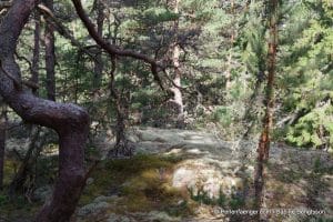 perlenfaenger.com schweden naturreise 9