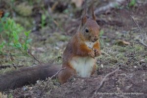 perlenfaenger.com schweden naturreise 91