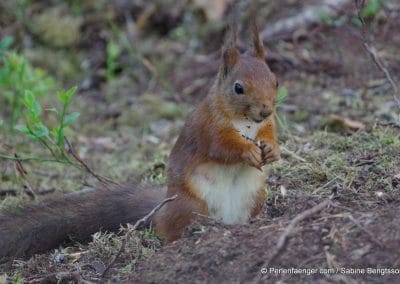 perlenfaenger.com schweden naturreise 91