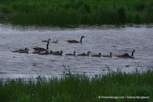 perlenfaenger.com schweden naturreise 96