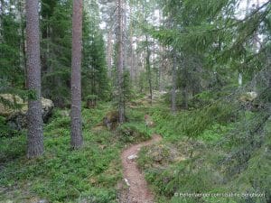 perlenfaenger.com schweden naturreise artenschutz 138
