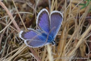 perlenfaenger.com schweden oeland naturreise 18