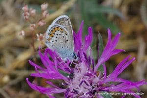 perlenfaenger.com schweden oeland naturreise 21