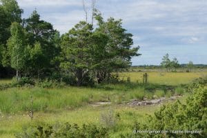 perlenfaenger.com schweden oeland naturreise 78
