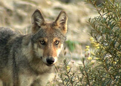 perlenfaenger.com sebastian koerner lausitz wolfstouren 1