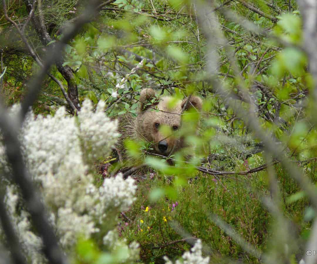 Wolf und Bio – Spanien