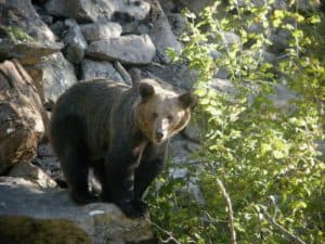 perlenfaenger.com spanien wws bear asturia FOP3