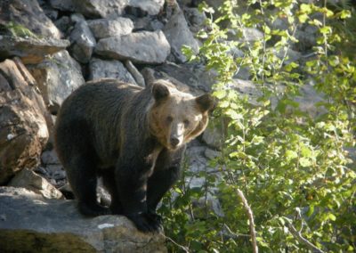 perlenfaenger.com spanien wws bear asturia FOP3