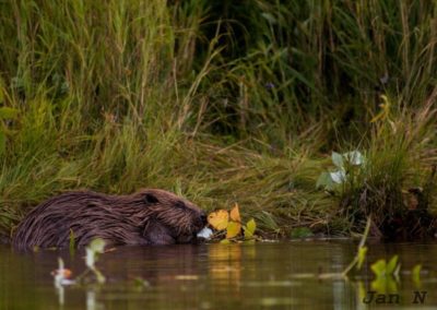 perlenfaenger.com sweden Jan Nordstrom Beaver
