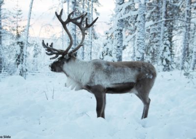perlenfaenger.com sweden polarlicht elche Anna Kuhmonen lapland reindeer 2