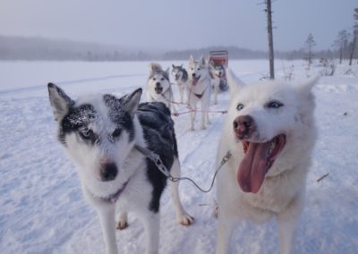 perlenfaenger.com sweden polarlicht elche Dog sledding Lapland