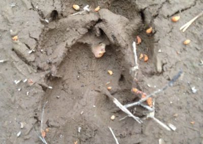 perlenfaenger.com sweden wolf heulen naturtour schweden 13
