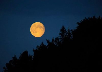 perlenfaenger.com sweden wolf heulen naturtour schweden 7