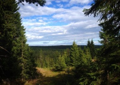 perlenfaenger.com sweden wolf heulen naturtour schweden forest