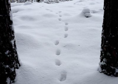 perlenfaenger.com sweden wolf wintertour camping 16