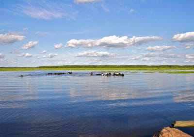 perlenfaenger.com swimming cows biebrza polen
