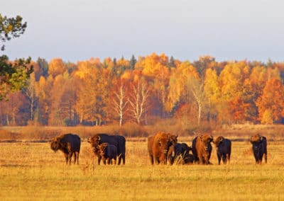 perlenfaenger.com tourtitelbild bison 5 bialowieza forest october Lukasz Mazurek