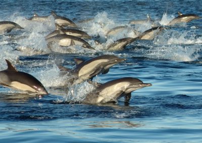 perlenfaenger.com wale delfine oceano baja california