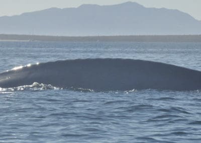perlenfaenger.com wale delfine oceano baja california Mexiko Sea of Cortez 2