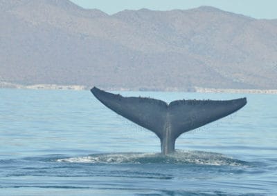 perlenfaenger.com wale delfine oceano baja california Mexiko Sea of Cortez