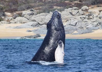 perlenfaenger.com wale delfine oceano baja california Mexiko Sea of Cortez 5