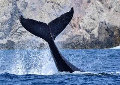 perlenfaenger.com wale delfine oceano baja california Mexiko Sea of Cortez 6