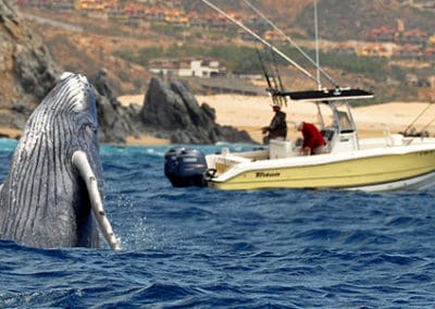 perlenfaenger.com wale delfine oceano baja california Mexiko Sea of Cortez 7