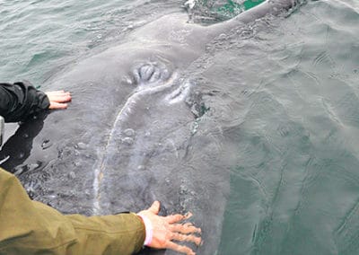 perlenfaenger.com wale delfine oceano baja california Mexiko Sea of Cortez 8