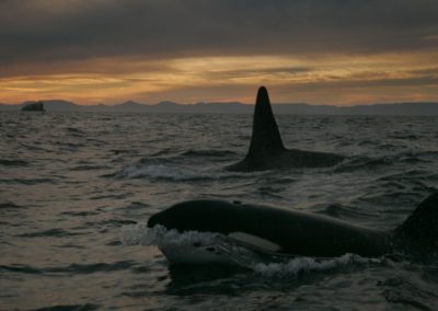 perlenfaenger.com wale delfine oceano baja california mexiko Sea of Cortez3